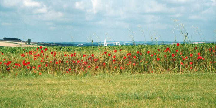 A field of poppies lies in front of the trenches